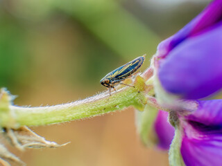 Macro photography of a tiny striped leafhopper on a stem of lupine flower , captured in a garden in the eastern Andean mountains of central Colombia.