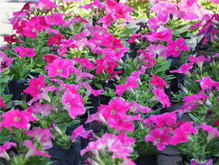 Pink Petunia blooming in a garden. Petunia x hybrida hort. Vilm–Andr. A short-lived flowering plant family: Solanaceae. The single flowers appear white in center. Pink trumpet flower row in black pot
