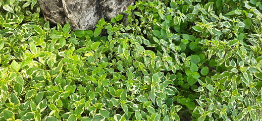 Baya (spotted leaf plant) is herbaceous plant. The leaves are single, heart-shaped, with a shiny upper surface and soft hairs on the underside. Chinese violet is popularly grown as an ornamental plant