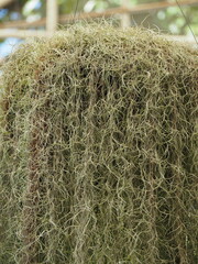 Spanish moss or Tillandsia usneoides has silvery-gray leaves and long stems hanging down from the tree trunks. It is a plant in the pineapple family that has no roots and is covered with soft hairs.
