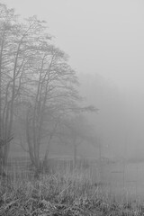A Haunting Fog Envelops Bare Trees Along a Misty Lakeshore, Capturing the Tranquil Essence of a Serene Natural Landscape.