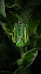 Nature wildlife macro insects bikes, cars, landscape 