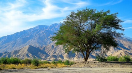 Obraz premium Lone tree in arid mountain landscape.