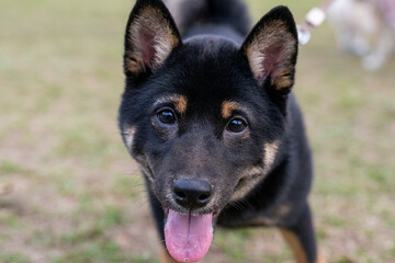 A lively black Shiba Inu is seen playing on a vibrant green lawn, radiating energy and joy. Its sleek black coat, curled tail, and expressive eyes capture the breed's unique charm and spirited 