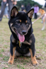 A lively black Shiba Inu is seen playing on a vibrant green lawn, radiating energy and joy. Its sleek black coat, curled tail, and expressive eyes capture the breed's unique charm and spirited 