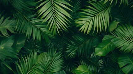 Lush Rainforest Canopy Viewed from Below with Vibrant Greenery and Copy Space