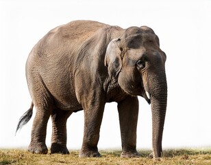 Obraz premium elephant isolated on white