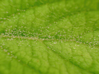 Extreme macro photography of rain drops on an alder leaf , captured early in the morning in a garden in the eastern Andean mountains of central Colombia.