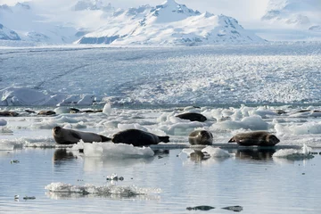  seals resting on the ice on the jokulsarlon glacier © carlosmoyo
