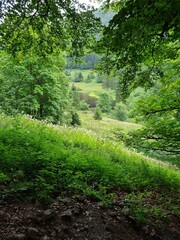 Fototapeta premium Paysage verdoyant de montage dans le massif des Vosges