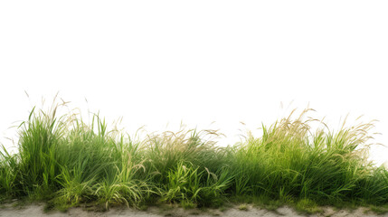 Fototapeta premium Green grass on sandy beach, natural landscape border isolated PNG with Transparent Background