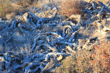 abandoned cacti dried under the scorching sun