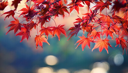 red maple leaves on the branches
