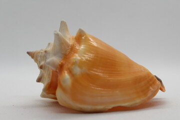 Fighting conch sea shell strombus pugilis isolated on a white background
