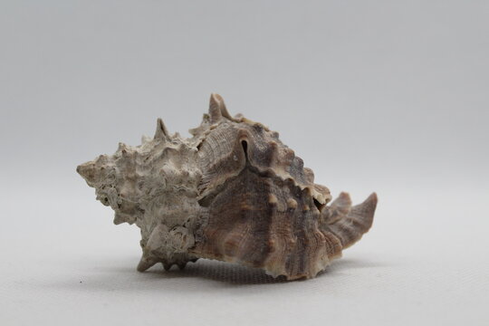 Corneta - Hexaplex trunculus - Murex trunculus, Phyllonotus trunculu isolated on a white background
