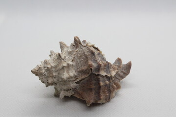 Corneta - Hexaplex trunculus - Murex trunculus, Phyllonotus trunculu isolated on a white background
