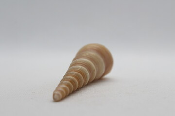 Image of pointed cone shell (Terebridae) on a white background. Undersea Animals. Sea Shells.
