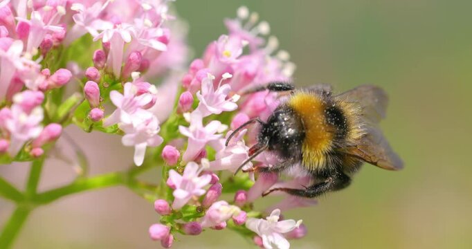 Bumblebee collects flower nectar at sunny day. Bumble bee in macro shot in slow motion.