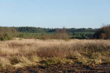 Vast grassland landscape with a backdrop of dense forest during a clear autumn day in the countryside