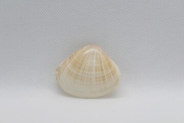 mactra coralllina lignaria isolated on a white background 