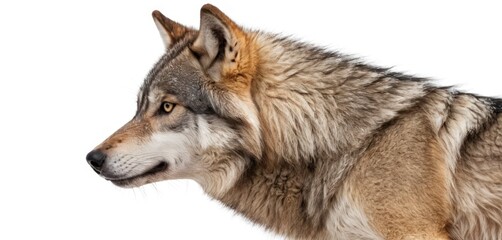 Fototapeta premium Side View Close-Up of a Fierce Wolf with Piercing Eyes and Gray Fur on a White Background