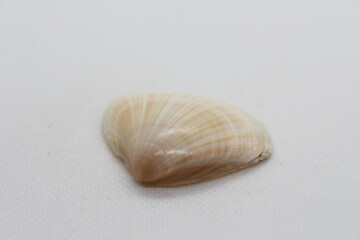 mactra coralllina lignaria isolated on a white background 