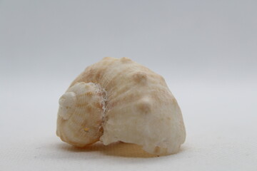 Veined Rapa Whelks or Rapana Venosa seashell from various angles, summer and vacation design elements isolated on a white background. High resolution.