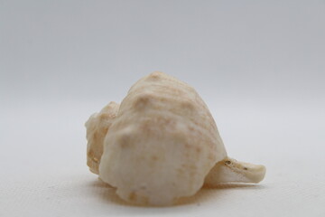 Veined Rapa Whelks or Rapana Venosa seashell from various angles, summer and vacation design elements isolated on a white background. High resolution.