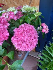pink hydrangea flowers