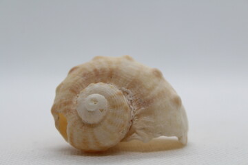 Veined Rapa Whelks or Rapana Venosa seashell from various angles, summer and vacation design elements isolated on a white background. High resolution.