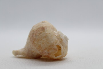 Veined Rapa Whelks or Rapana Venosa seashell from various angles, summer and vacation design elements isolated on a white background. High resolution.