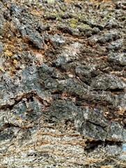 bark of a tree