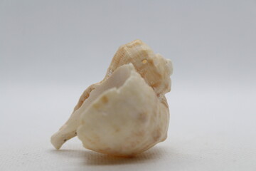 Veined Rapa Whelks or Rapana Venosa seashell from various angles, summer and vacation design elements isolated on a white background. High resolution.