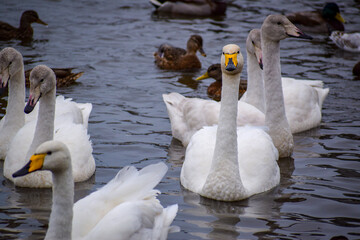 Obraz premium Icelandic swans