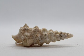 cerithium nodulosum isolated on a white background 