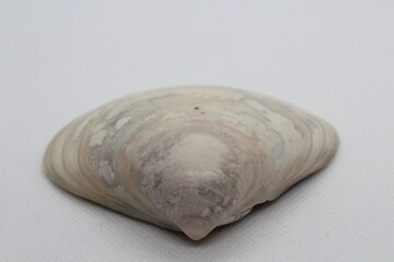 Quahog clam isolated on a white background
