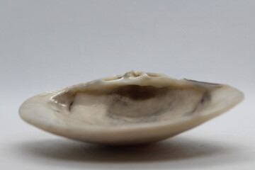 Quahog clam isolated on a white background
