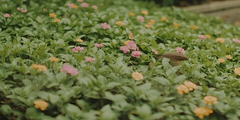 Vibrant Pink and Orange Flowers Blooming in Lush Green Foliage