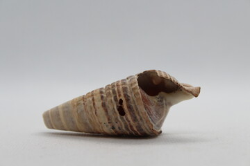 Sea snail Common cerith or European cerith (Cerithium vulgatum) isolated on a white background
