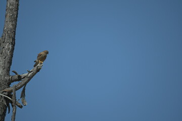 Kestrel flying
