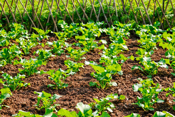  Fresh green leaves of vegetables in sunlight