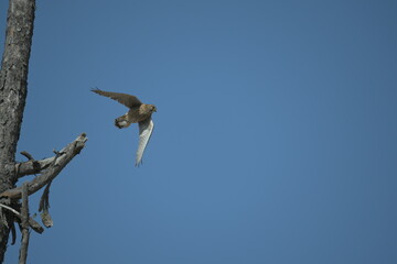 Kestrel flying