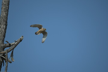 Kestrel flying