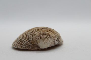 Clam, venus verrucosa, Shell isolated on a white background
