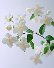 Fototapeta premium White jasmine flowers with green leaves, isolated on a pure white background, captured with fine details and soft blur to highlight delicate textures and colors.