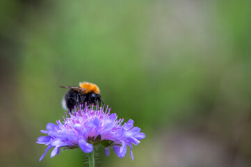 Bumblebee on flower