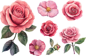 Fototapeta premium pink roses on white