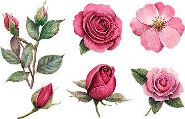 set of pink roses