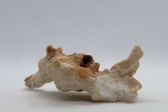 Old fossilized sea coral isolated on a white background 