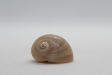 Seashell of sea snail Josephine's moonsnail (Neverita josephinia) isolated on a white background
